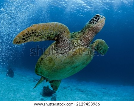 sea turtle diving in the corals