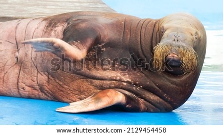 A beautiful walrus lies and looks at the camera
