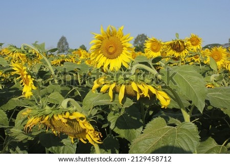 Sunflower blooming in the morning Royalty-Free Stock Photo #2129458712