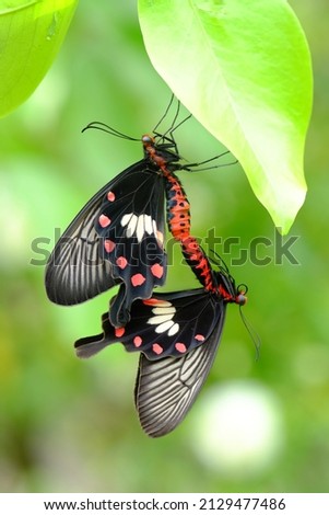 Butterfly mating is seen in the morning. Fused together for a rather long time. Before the female lays eggs in her host plant.
Pachliopta aristolociae