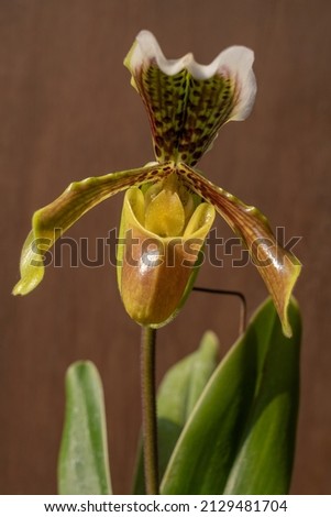 Closeup front view of colorful brown yellow green and white flower of lady slipper orchid paphiopedilum gratrixianum (species) isolated on wooden background in bright natural light