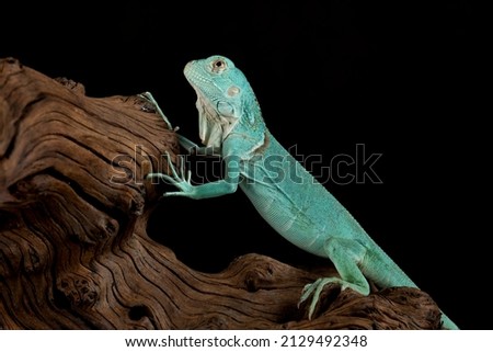 Beautiful juvenile Blue Iguana on black background.