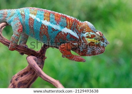 Beautiful male Panther Chameleon (Furcifer pardalis) showing the multicolor.
