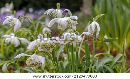 Naturally growing clump of double snowdrops (Galanthus nivalis f. pleniflorus) called Flore Pleno.  Landscape image with space for text) Selective focus on one flowerhead. England. Royalty-Free Stock Photo #2129499800