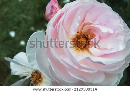 flower rose garden poppy petal
