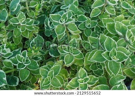close up of fresh leaves