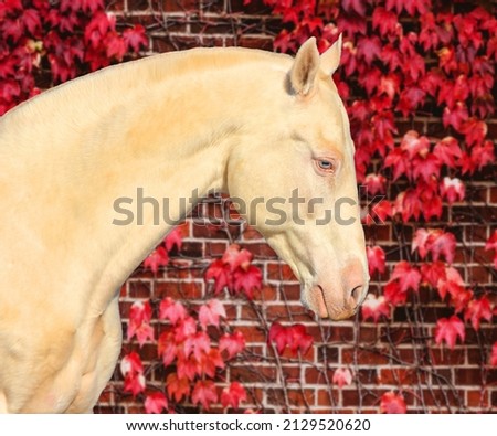 portrait of the most beautiful horse in a winter coat, pearl suit of a horse, Royalty-Free Stock Photo #2129520620