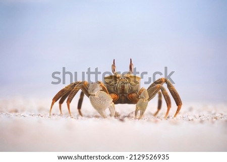 Horned ghost crab on the Maldives beach - perfect macro details Royalty-Free Stock Photo #2129526935