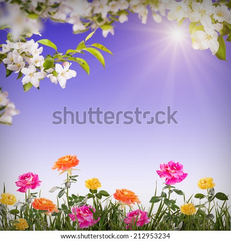 Nature composition. Colorful roses in a grass with apple blossom