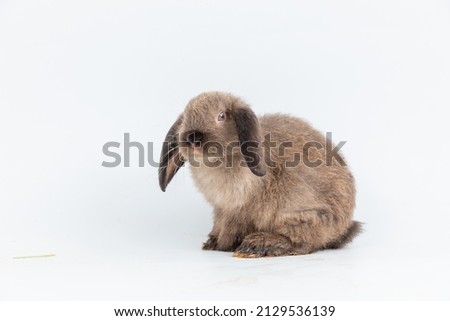 Group of healthy Lovely bunny easter fluffy rabbits, Many color baby rabbit on posing on white background. The Easter hares. Close - up of a rabbit.