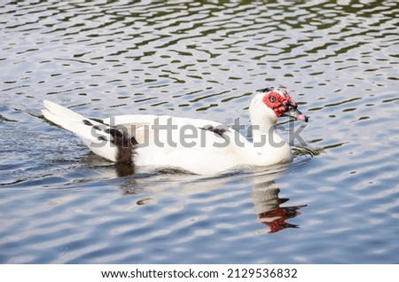 A white duck swimming on the lakes.