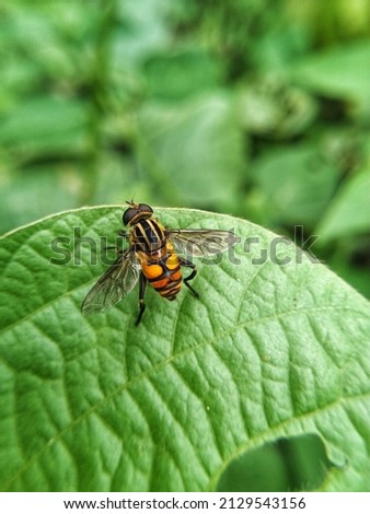 a beautifull hoverfly on leaf taken from high angle