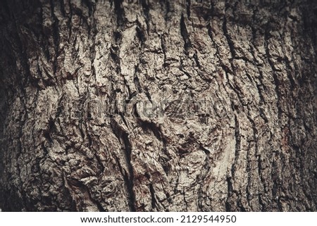 Light brown oak tree bark background, close-up. Relief natural texture of oak bark for publication, screensaver, wallpaper, postcard, poster, banner, cover, website, post. High quality photo