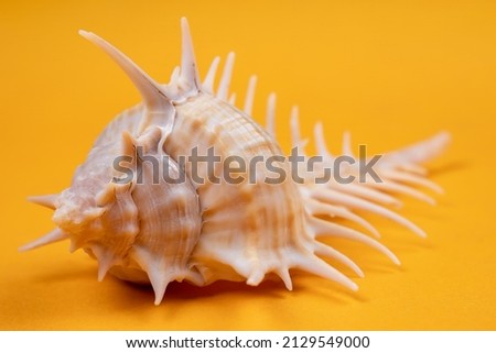 Spiny seashell on a yellow background.