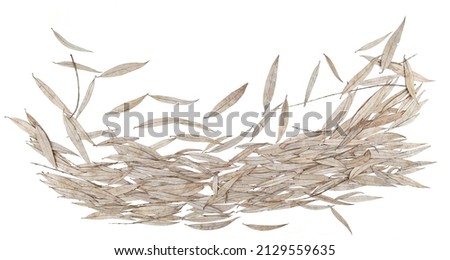 Dry willow leaves isolated on white background. Pattern of falling leaves in winter time.