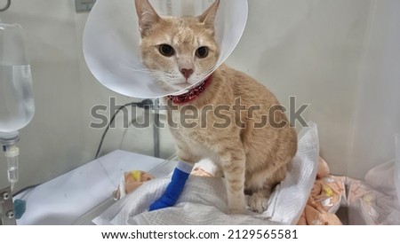 Close up young cat's face who wearing plastic collar.Fluid therapy in tabby cat..Urinary catheter placement for feline urethral obstruction
concept. Royalty-Free Stock Photo #2129565581