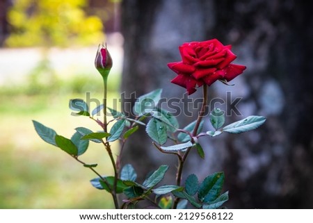 Lovely fresh Red Rose and bud