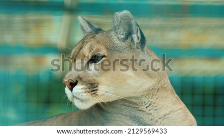 cougar animal beatiful looks furry