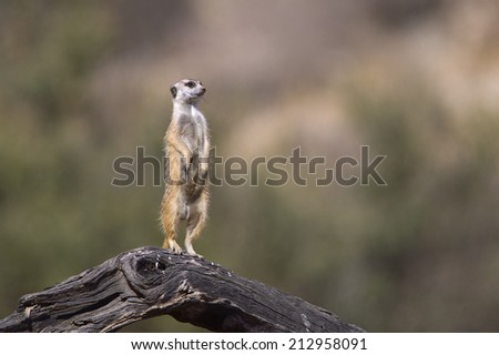 A Meerkat stood upright on a dead log on lookout duty against a blurred natural background, Kalahari Desert, South Africa