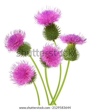 Bunch of pink thistle flower isolate white Royalty-Free Stock Photo #2129583644
