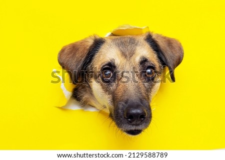 a dog head sticks out of a hole in a yellow torn piece of paper. High quality photo