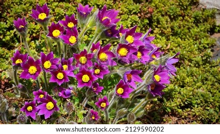 Flowers Pulsatilla vulgaris 'Bells Violet' Royalty-Free Stock Photo #2129590202
