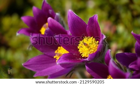 Flowers Pulsatilla vulgaris 'Bells Violet' Royalty-Free Stock Photo #2129590205