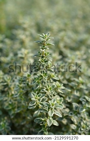 Silver QueenThyme leaves - Latin name - Thymus x citriodorus Silver Queen Royalty-Free Stock Photo #2129591270
