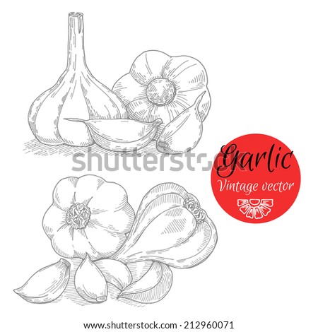 Set of garlic, freehand drawing