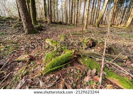 Early spring forest landscape in Eppan in South Tyrol.