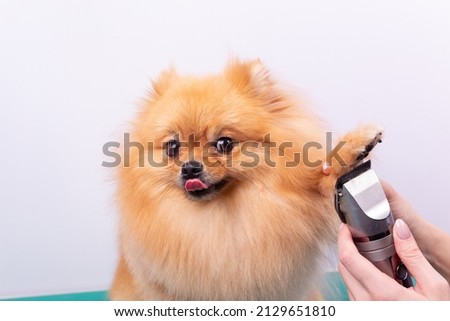 Female groomer haircut Pomeranian dog with red hair in the beauty salon for dogs. The concept of grooming and caring for dogs. Haircut dogs fur on paws with a shearing machine close up. Royalty-Free Stock Photo #2129651810