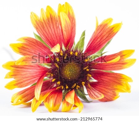 Image of isolated red flower background.