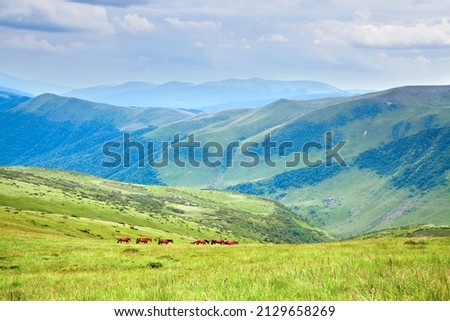 Herd of wild horses on lush green mountain meadows, view of mountains.