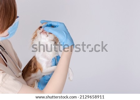 Chihuahua dog examined by a veterinarian. Veterinary doctor woman holding a little dog and examined dog's teeth on white background. Veterinary medicine. Copy space