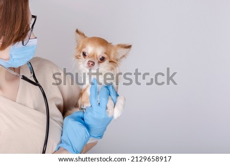 Chihuahua dog examined by a veterinarian. Veterinary doctor woman holding a little dog on white background. Veterinary medicine. Copy space