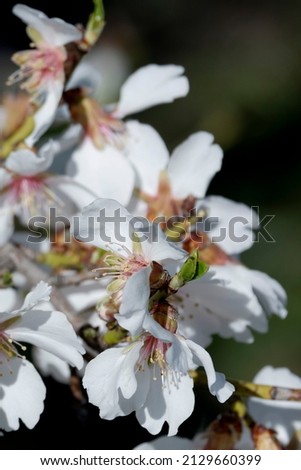 Almond blossom in March in Spain