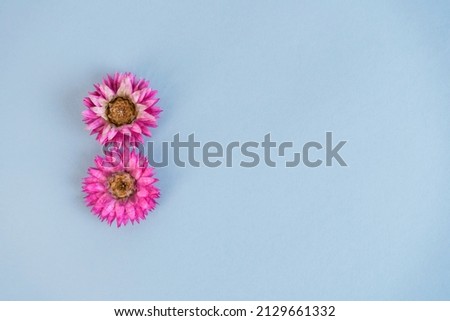 Two pink flowers in the shape of the number 8 on blue background. Greeting card for Women's Day on March 8. Copy space.