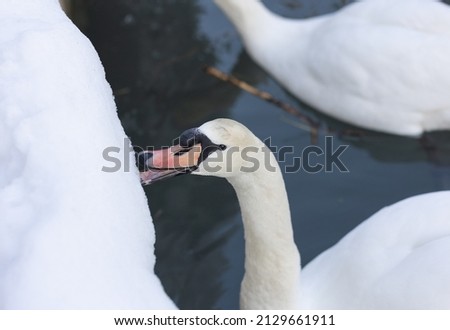 Portrait of a white swan on a pond eating snow. Soft focus.