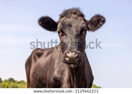 Black cow beauty, medium shot front view blue background, shiny and handsome Royalty-Free Stock Photo #2129662211