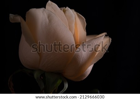 Close-up of a beige rose. Flower on a black background. background, texture. There is space for text