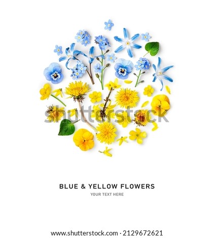 Blue and yellow spring flowers isolated on white background. Ukraine flag colors. Buttercup, forsythia, dandelion, scilla, forgetmenot creative layout. Design element. Top view, flat lay  Royalty-Free Stock Photo #2129672621