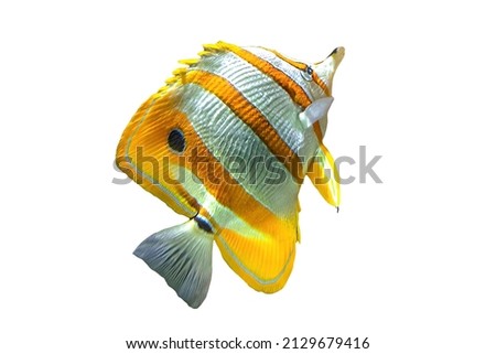 Copperband butterflyfish or beaked coral fish isolated on white. Chelmon rostratus species of butterflyfish belonging to family Chaetodontidae. Living in the Pacific and Indian Oceans and Australia.