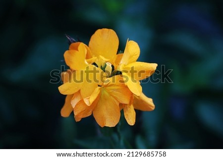 Yellow marmalade flower with dark bokeh background, image for mobile phone screen, display, wallpaper, screensaver, lock screen and background 
