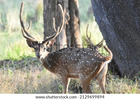 Spotted Deer also called Axis deer or Chital in India. shot the photo at Nagarhole National Park in Karnataka. 