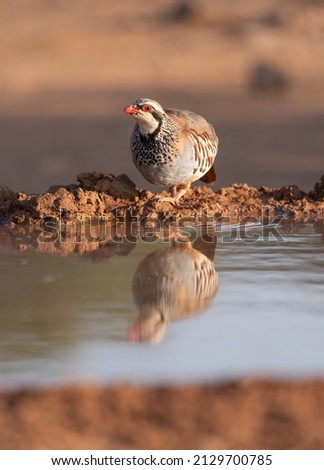 Red legged partridge (Alectoris rufa) in the spanish countryside
