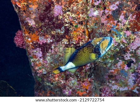 The titan triggerfish, giant triggerfish or moustache triggerfish is a large species of triggerfish found in lagoons and at reefs to depths of 50 m