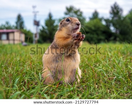 The gopher holds a piece of bread in its paws on the lawn.