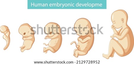 Diagram showing human embryonic development  illustration