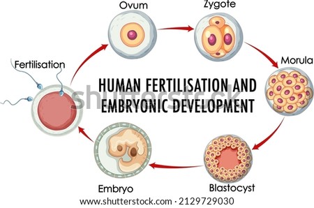 Human fertilisation embryonic development in human infographic illustration Royalty-Free Stock Photo #2129729030