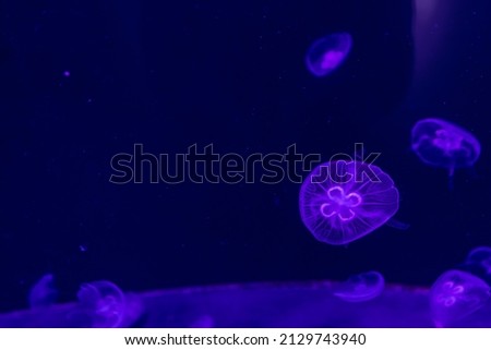jellyfish swimming in sea water